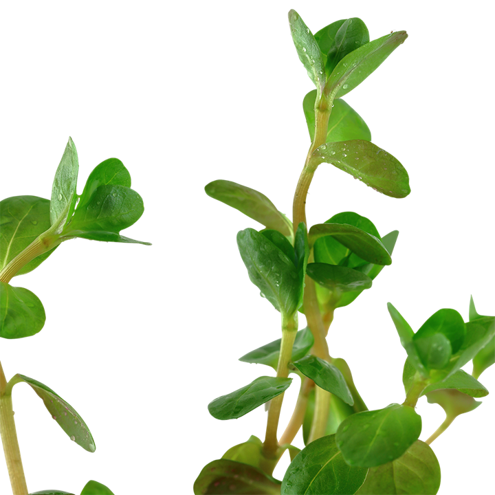 Tropica Rotala rotundifolia – Topfpflanze