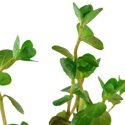 Tropica Rotala rotundifolia – Topfpflanze