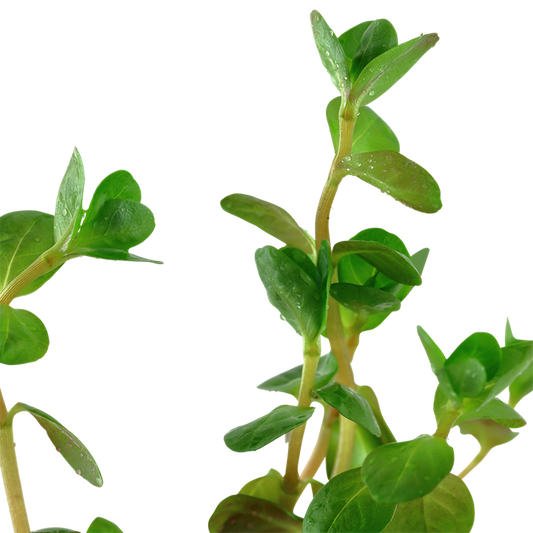Tropica Rotala rotundifolia – Potplant