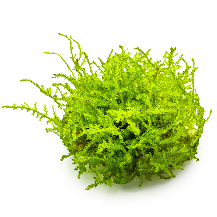 Tropica Vesicularia montagnei 'Christmas Moss' InVitro