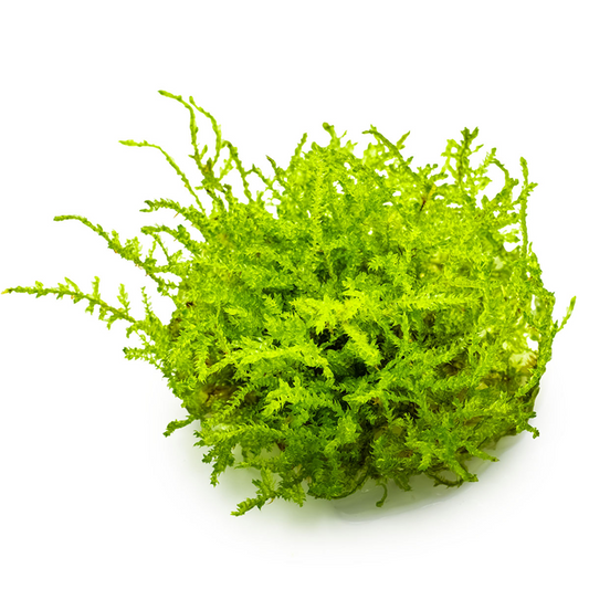 Tropica Vesicularia montagnei 'Christmas Moss' InVitro