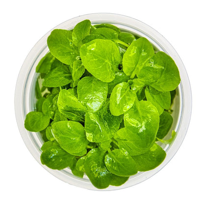 Tropica Lobelia cardinalis 'Mini' – 1-2-Grow! In Vitro