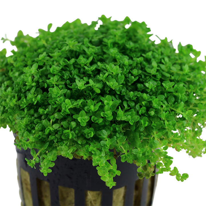Tropica Micranthemum callitrichoides ´Cuba´ – Topfpflanze