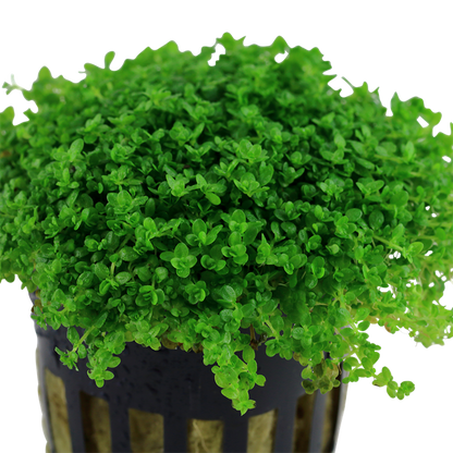 Tropica Micranthemum callitrichoides ´Cuba´ – Topfpflanze