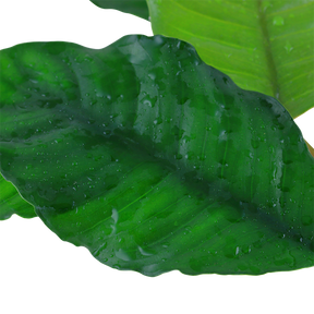 Tropica Anubias barteri Nana Pinto