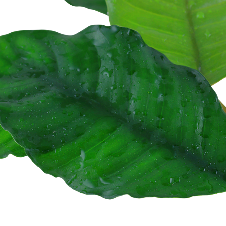 Tropica Anubias barteri var. coffeifolia en pot