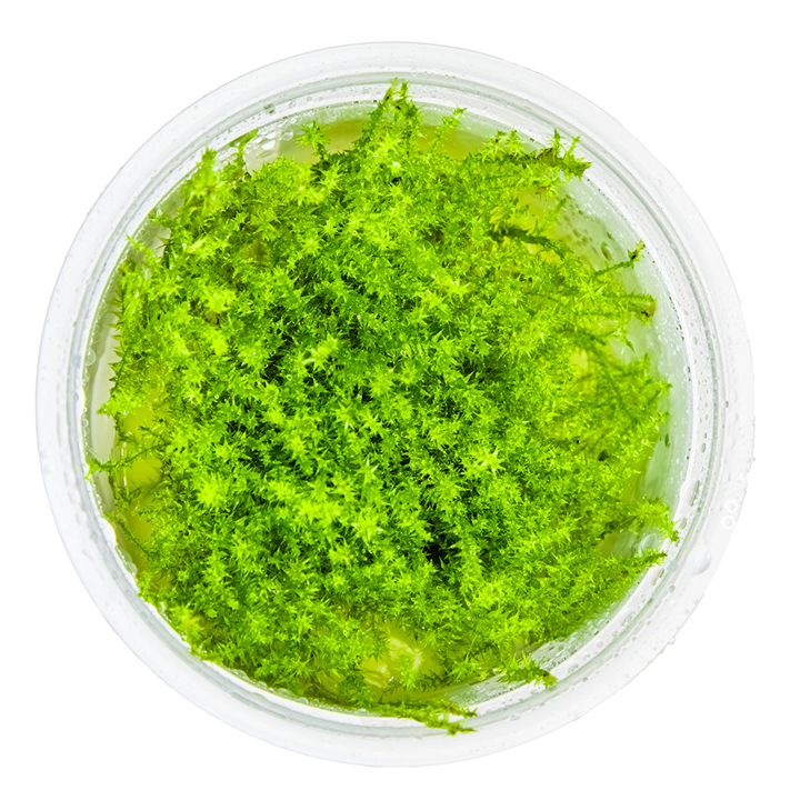 Tropica Leptodictyum riparium (Ufermoos) In Vitro