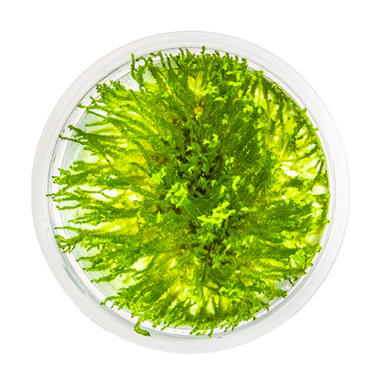 Tropica Taxiphyllum sp. 'Spiky Moss' InVitro