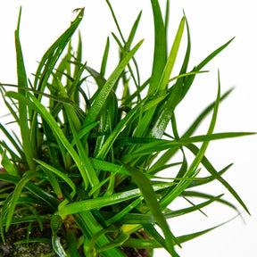 Tropica Eriocaulon sp. 'Vietnam' im Topf