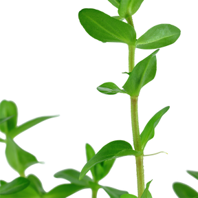Tropica Bacopa caroliniana im Topf