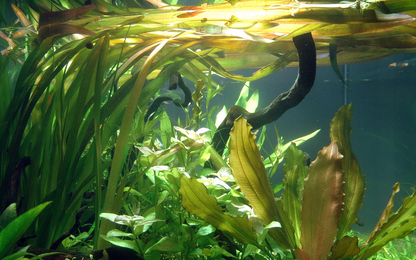 Tropica Vallisneria 'Gigantea' im Topf