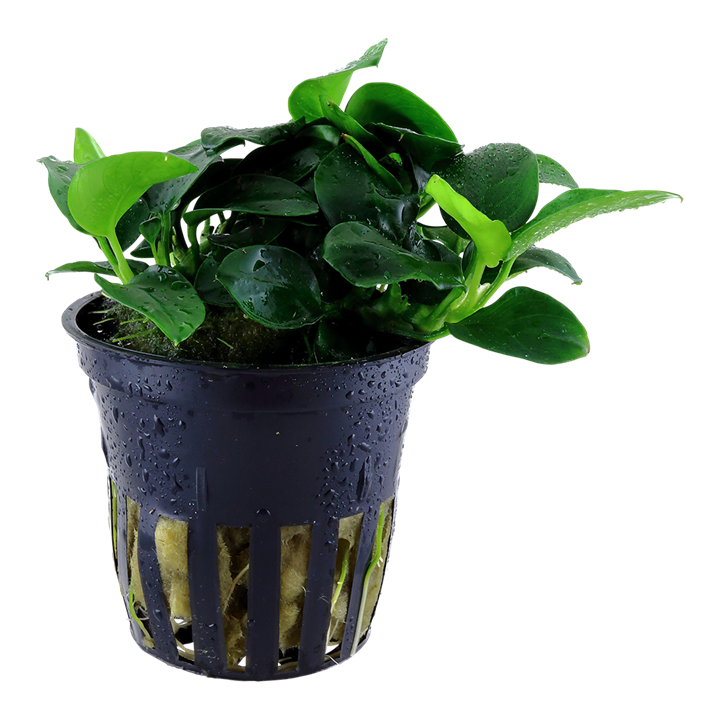 Tropica Anubias barteri 'Petite' im Topf