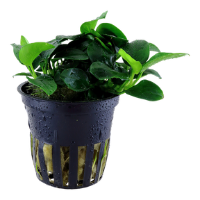 Tropica Anubias barteri 'Petite' im Topf