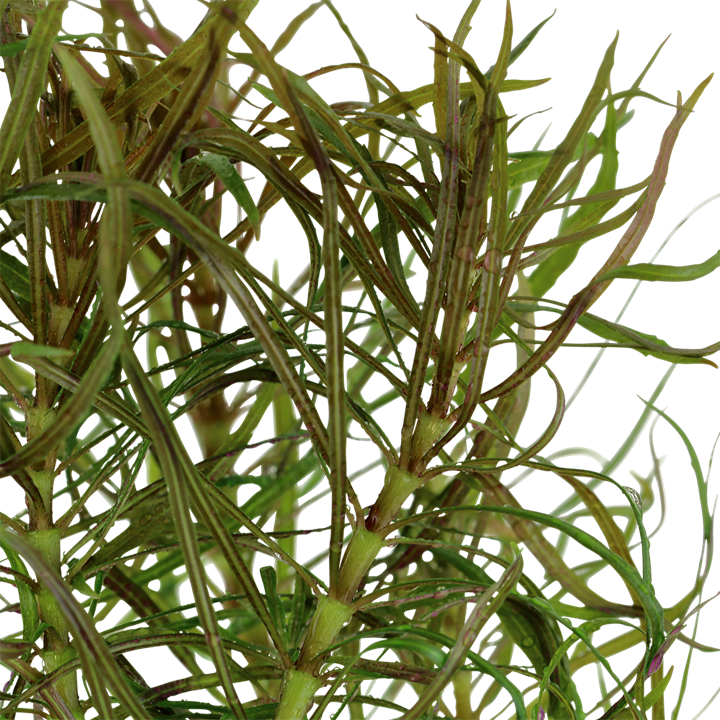 Tropica Pogostemon stellatus – Topfpflanze