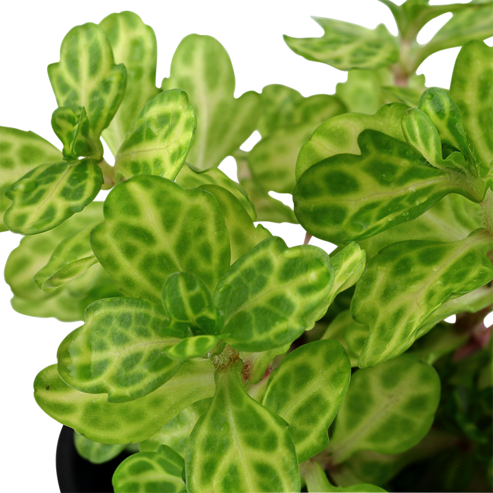 Tropica Shinnersia rivularis 'Weiss-Grün' – Topfpflanze