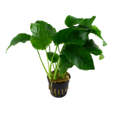 Tropica Anubias barteri var. barteri im Topf