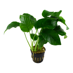 Tropica Anubias barteri var. barteri im Topf