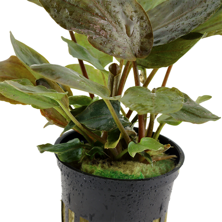 Tropica Lagenandra meeboldii 'Red' – Topfpflanze