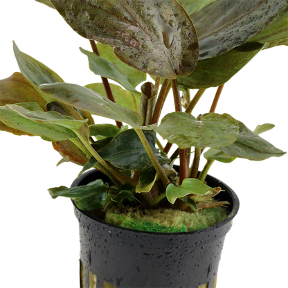 Tropica Lagenandra meeboldii 'Red' – Topfpflanze