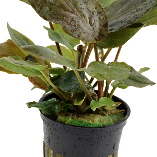 Tropica Lagenandra meeboldii 'Red' – Topfpflanze