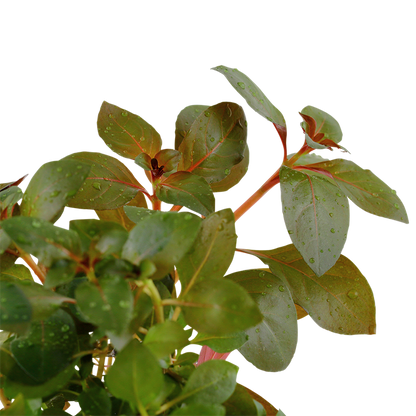 Tropica Ludwigia repens 'Rubin' – Plante en pot