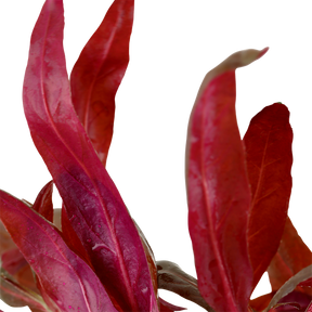 Tropica Alternanthera reineckii 'Pink' im Topf