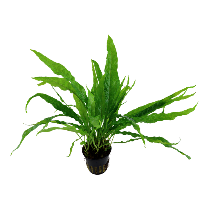 Tropica Microsorum pteropus – Topfpflanze