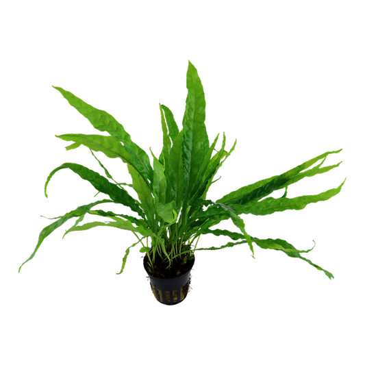 Tropica Microsorum pteropus – Topfpflanze