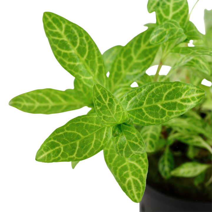 Tropica Hygrophila polysperma 'Rosanervig' im Topf
