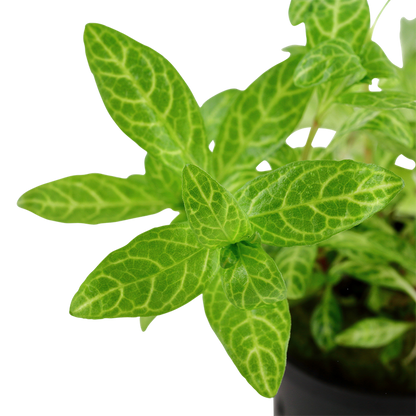 Tropica Hygrophila polysperma 'Rosanervig' im Topf