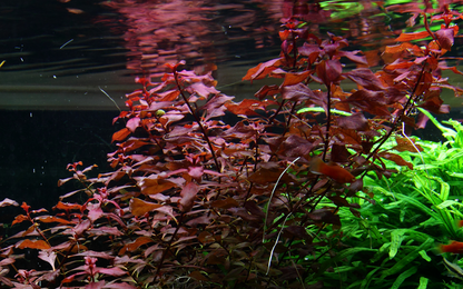 Tropica Ludwigia palustris 'Super Red' – Topfpflanze