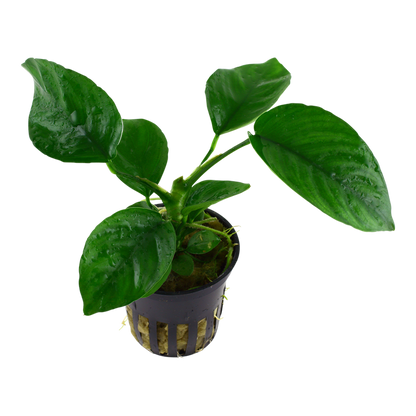 Tropica Anubias barteri caladiifolia im Topf