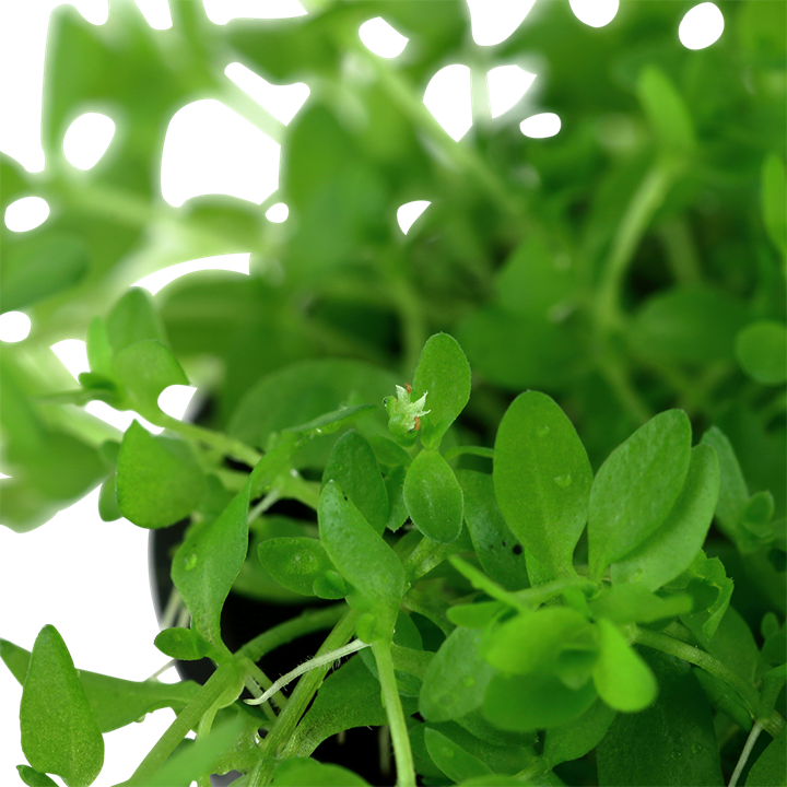 Tropica Micranthemum glomeratum – Potted plant