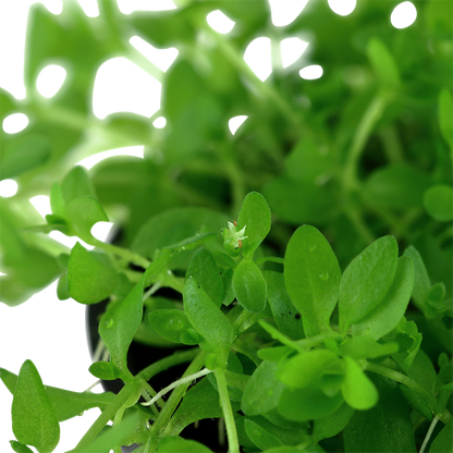 Tropica Micranthemum glomeratum – Potted plant