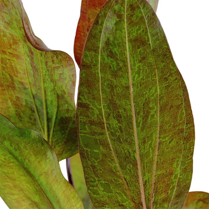 Tropica Echinodorus 'Ozelot' – Topfpflanze