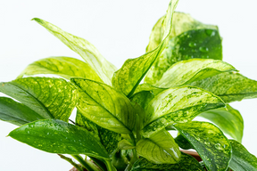 Tropica Anubias barteri Nana Pinto im Topf