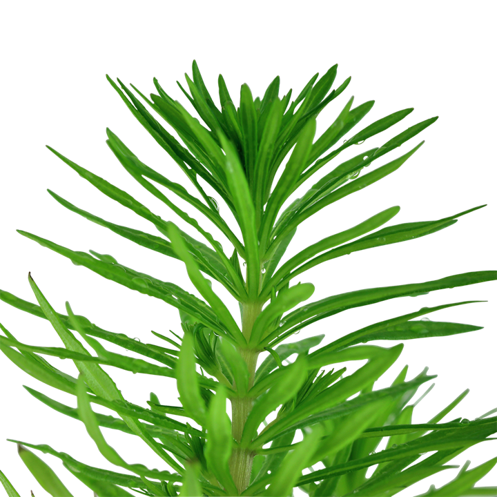 Tropica Pogostemon deccanensis – Topfpflanze