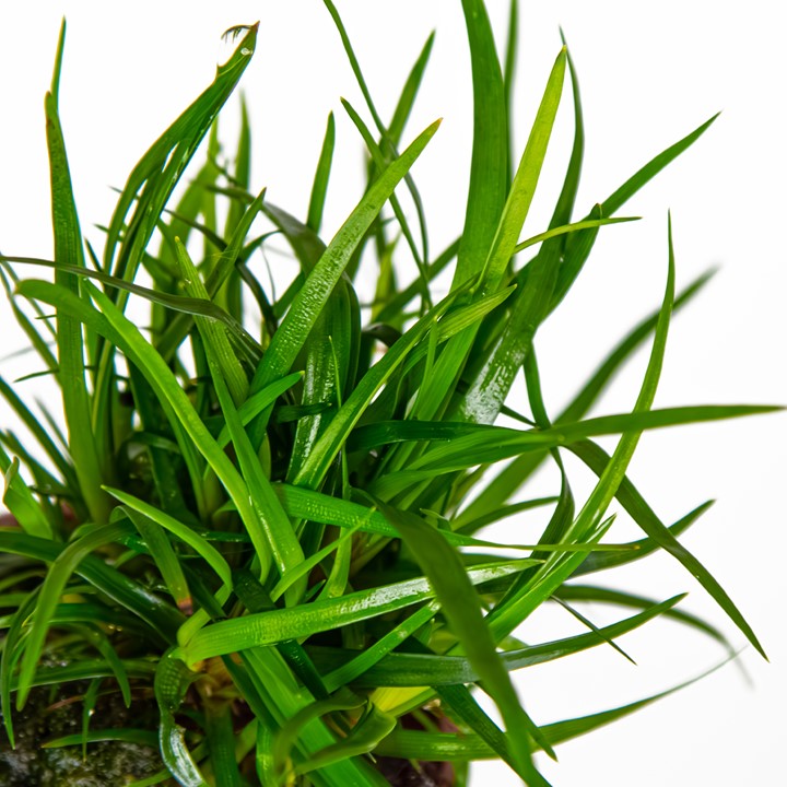 Tropica Eriocaulon sp. 'Vietnam' – Topfpflanze