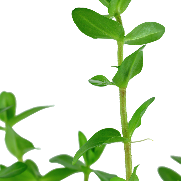Tropica Bacopa caroliniana – Topfpflanze