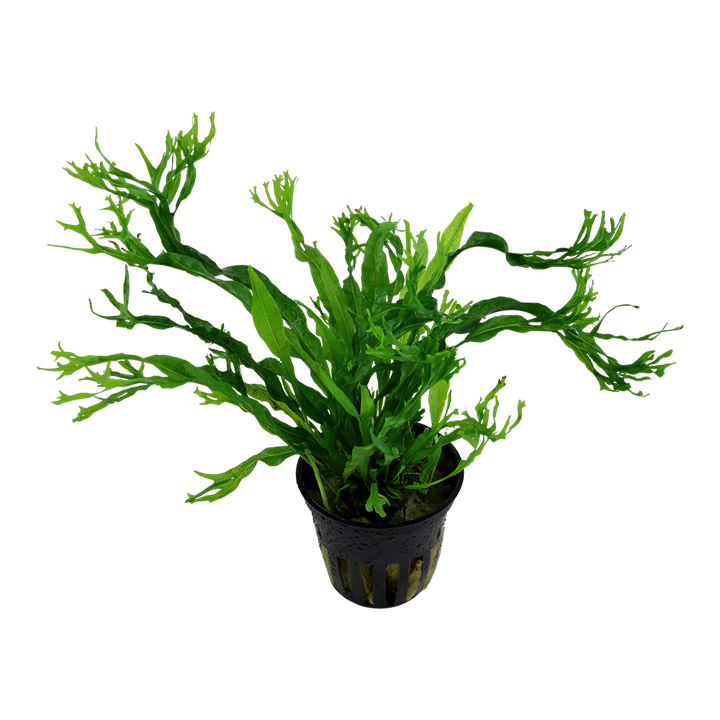 Tropica Microsorum pteropus 'Windeløv' – Topfpflanze