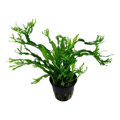 Tropica Microsorum pteropus 'Windeløv' – Topfpflanze