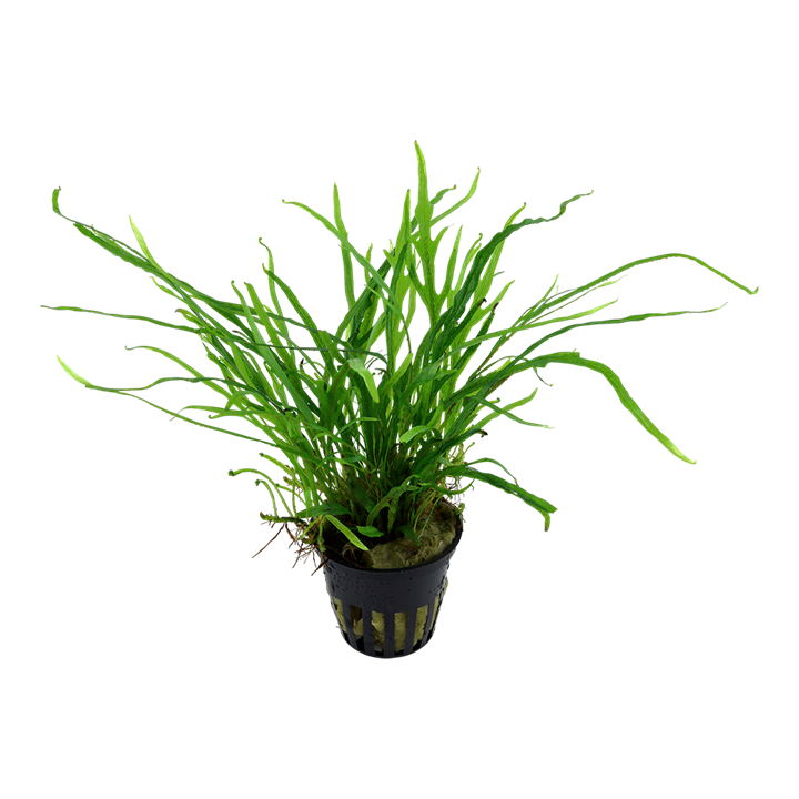 Tropica Microsorum pteropus 'Trident' – Topfpflanze