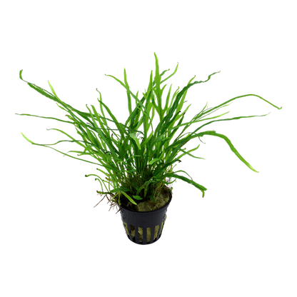 Tropica Microsorum pteropus 'Trident' – Topfpflanze