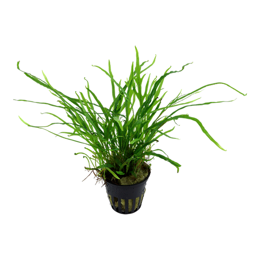 Tropica Microsorum pteropus 'Trident' – Topfpflanze