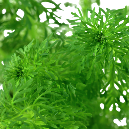 Tropica Limnophila sessiliflora – Topfpflanze