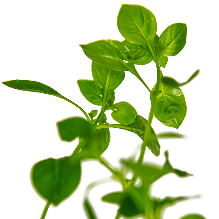 Tropica Ludwigia palustris 'Green' – Plante en pot