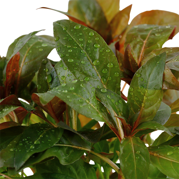 Tropica Ludwigia glandulosa – Topfpflanze