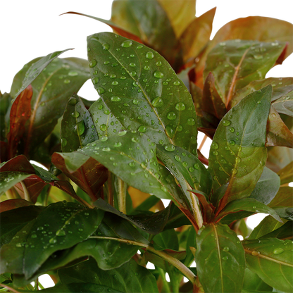 Tropica Ludwigia glandulosa – Topfpflanze