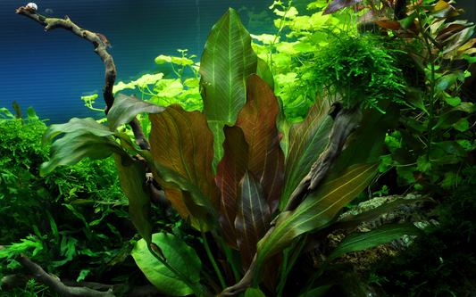Tropica Echinodorus 'Reni' – Potplant