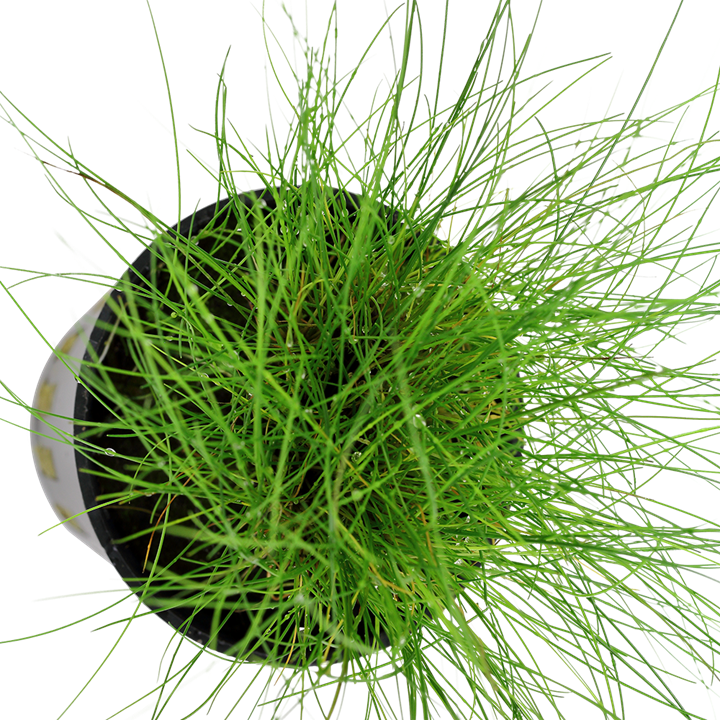 Tropica Eleocharis parvula – Topfpflanze